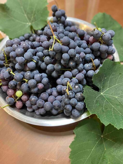 Casa Em Roteiro Do Vinho