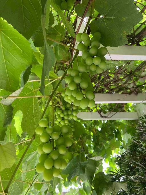 Casa Em Roteiro Do Vinho Holiday home